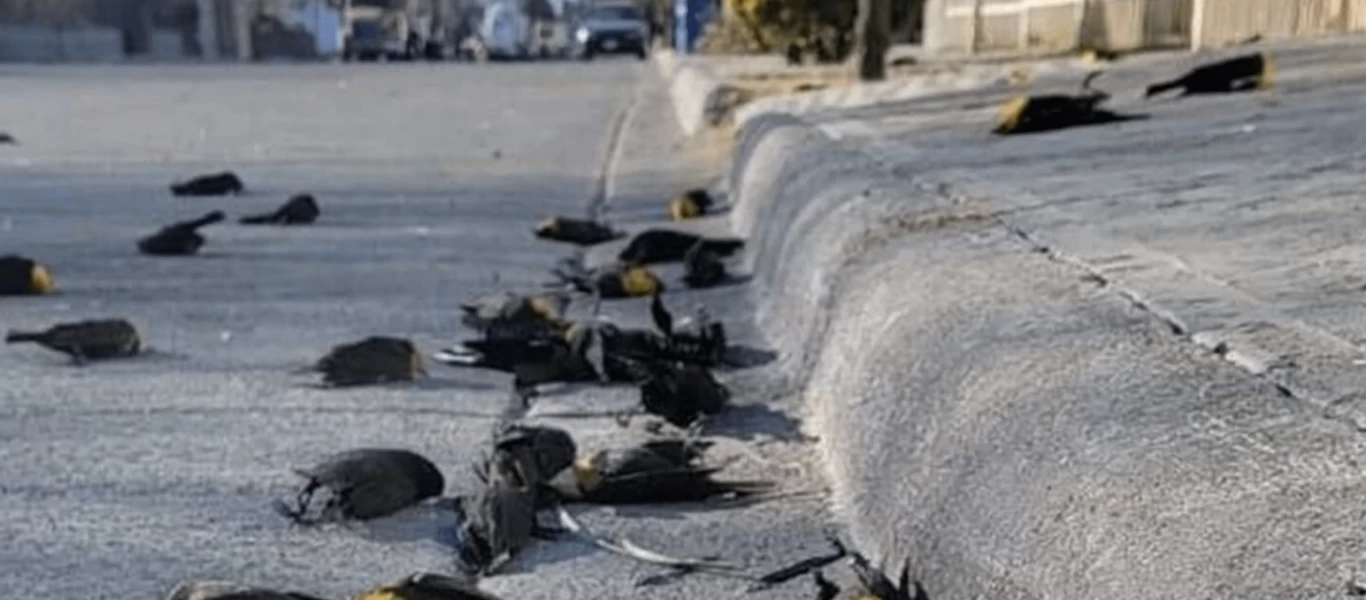 Μεξικό: Μυστήριο με τον ξαφνικό μαζικό θάνατο εκατοντάδων πουλιών - Ιός ή ατμοσφαιρική ρύπανση η αιτία;